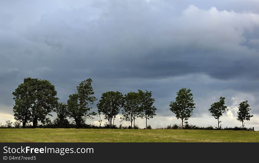 Row of trees