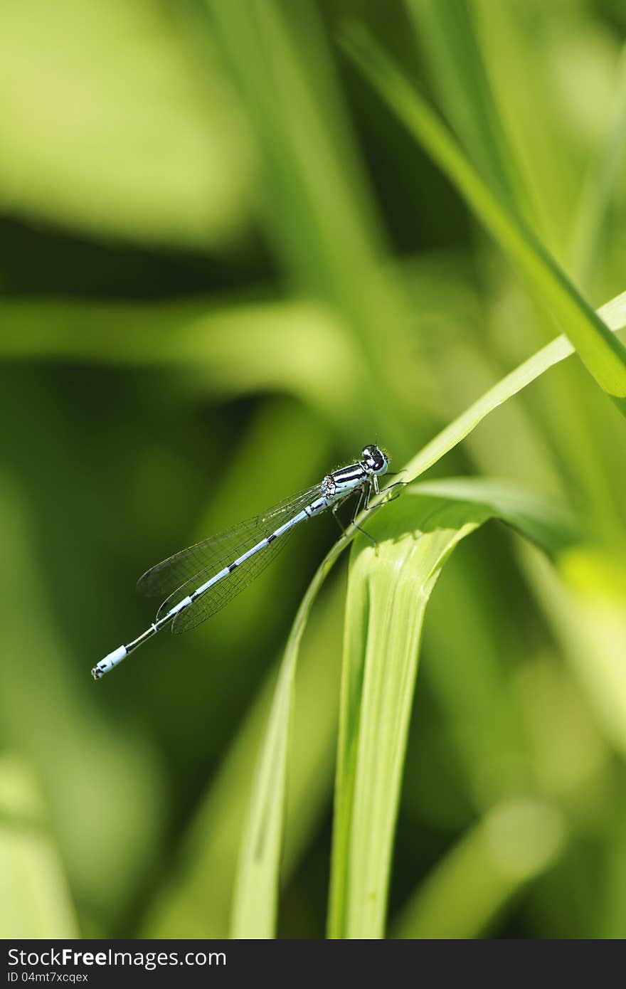 Dragonfly is sitting in the sun on a leaf. Dragonfly is sitting in the sun on a leaf