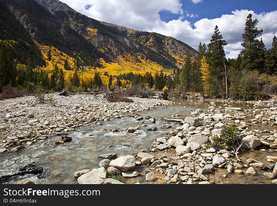 Aspens and Stream