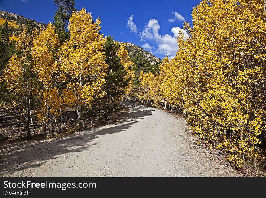 Forest Service road lined with Aspen Trees