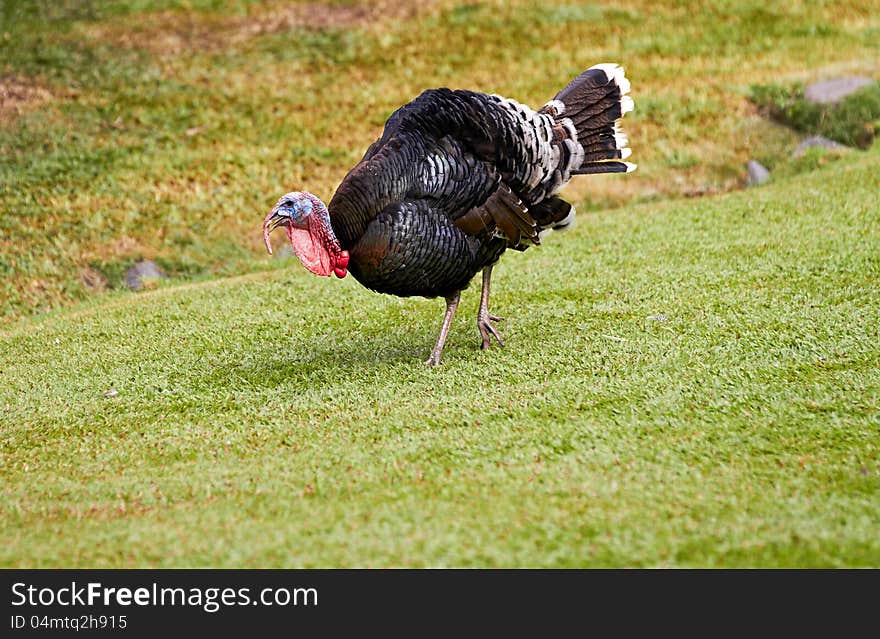 Gobbler in nature surrounding