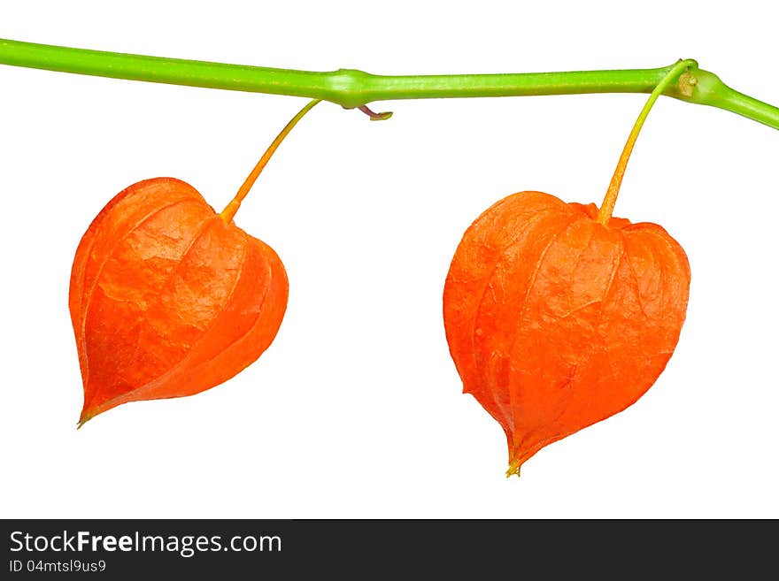 Branch of ground-cherry in the form of heart on white background