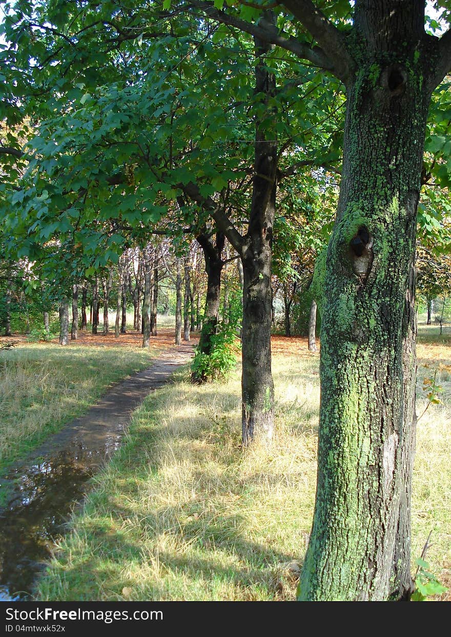 Footpath in a park, on the next day after raining