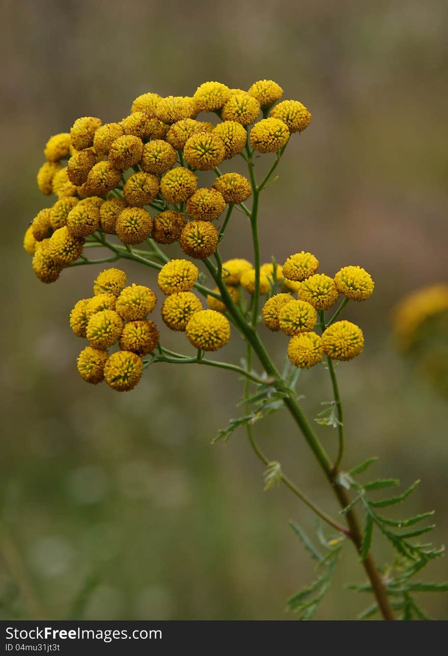 A tansy is a grassy perennial of family aster. A tansy is a grassy perennial of family aster