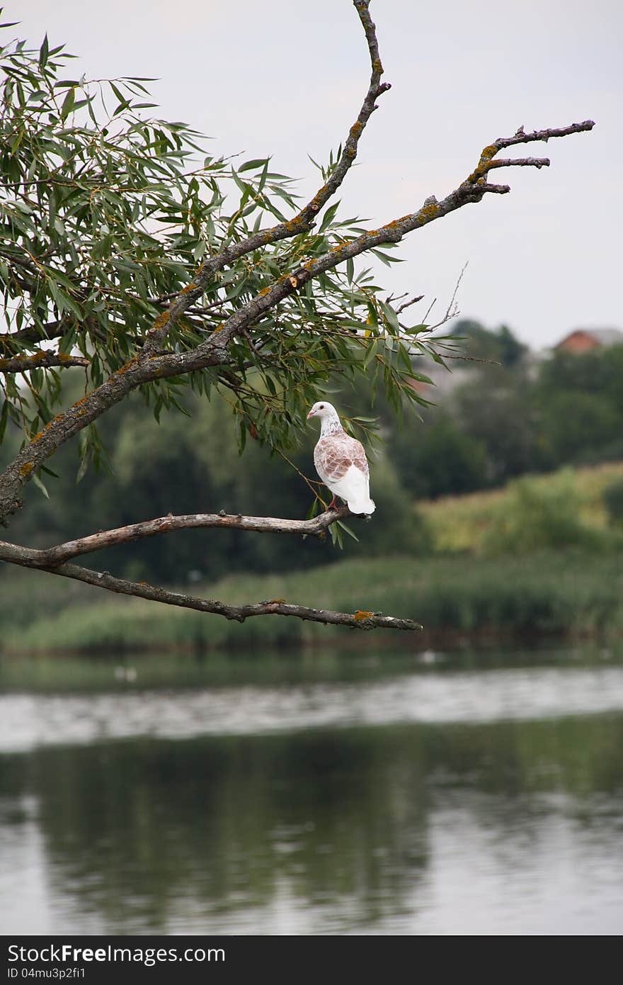 Pigeon on the branch of pussy-willow