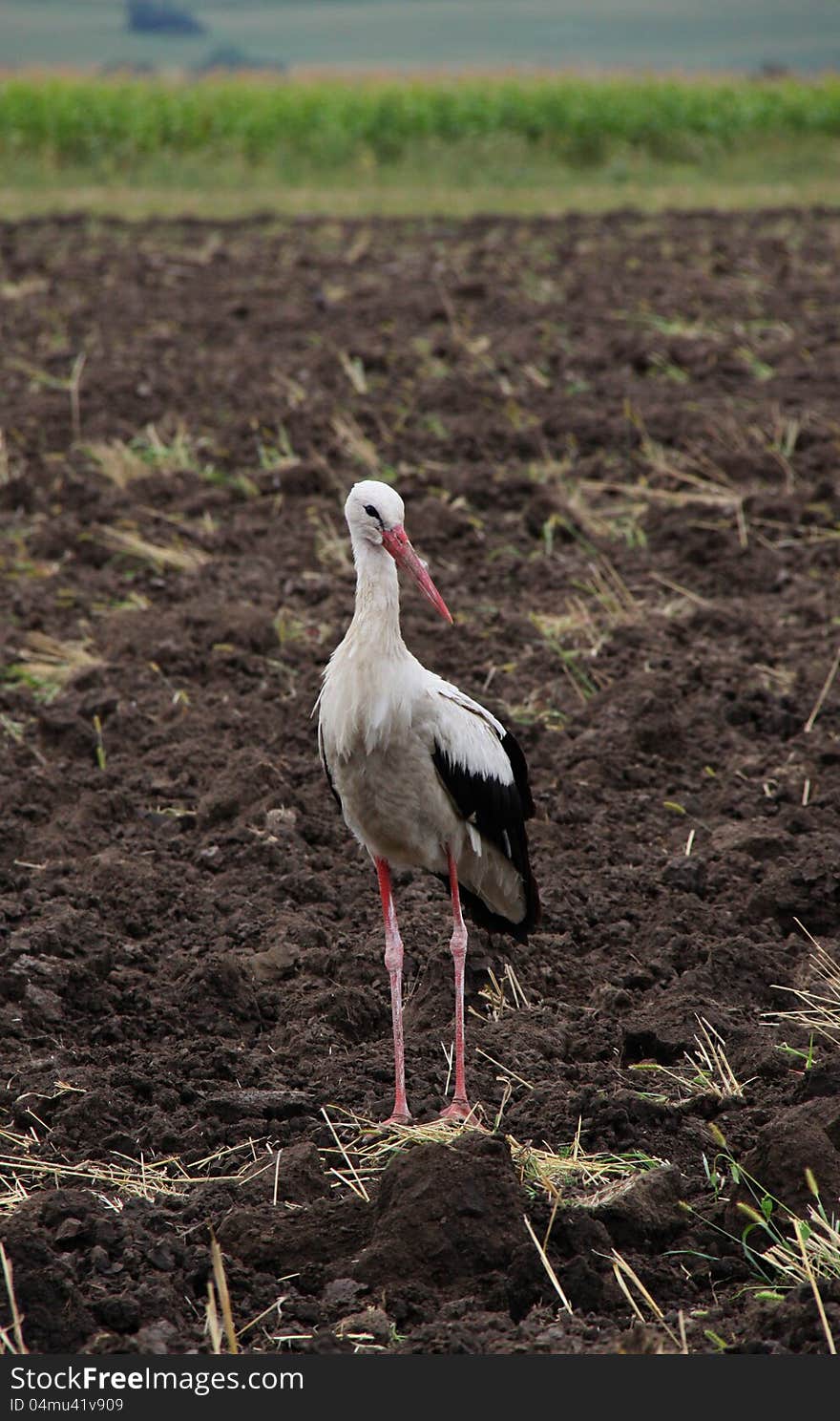 Stork white on the fallow field