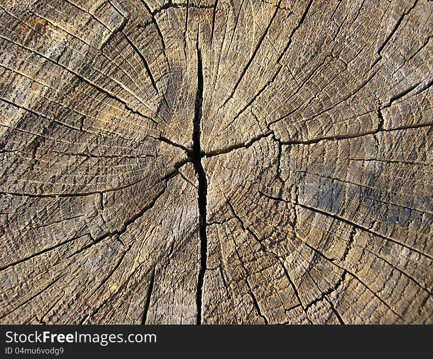 Pattern of dark wooden on a cut of a tree. Pattern of dark wooden on a cut of a tree