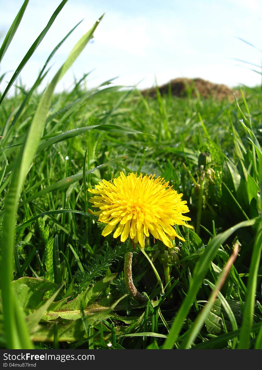 Unique yellow flower of dandelion