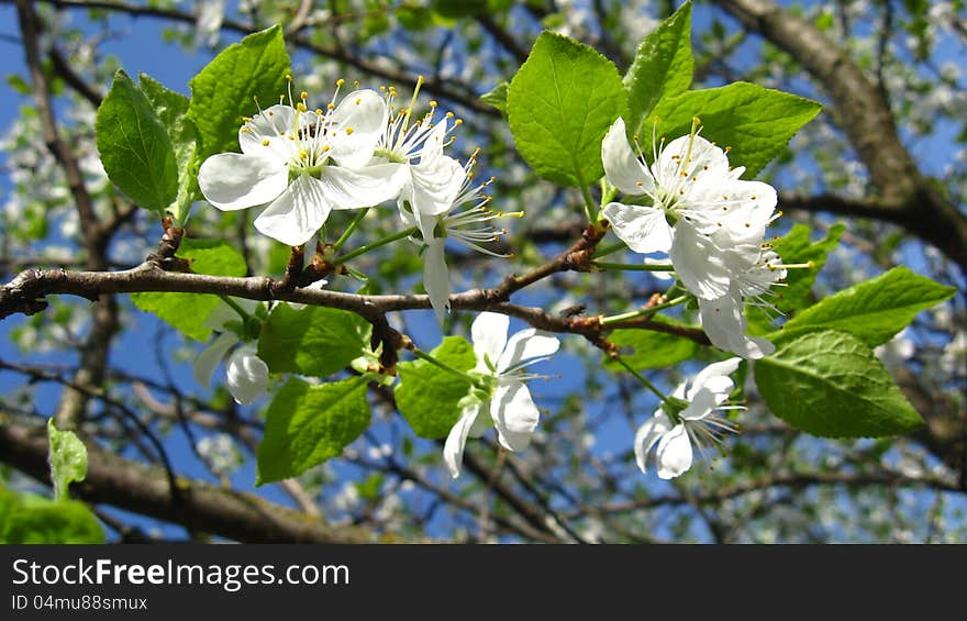 Blossoming tree of plum on a background of the blue sky