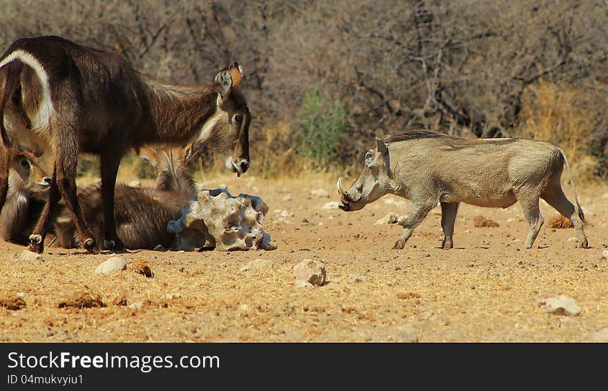 Salt Fight 1 - Warthog and Waterbuck