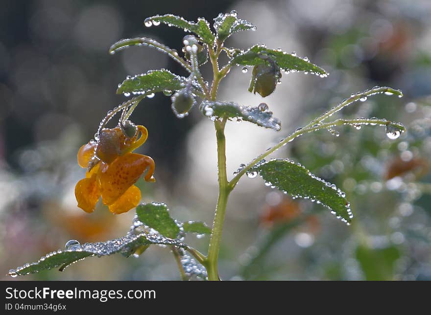 Jewelweeds Flower