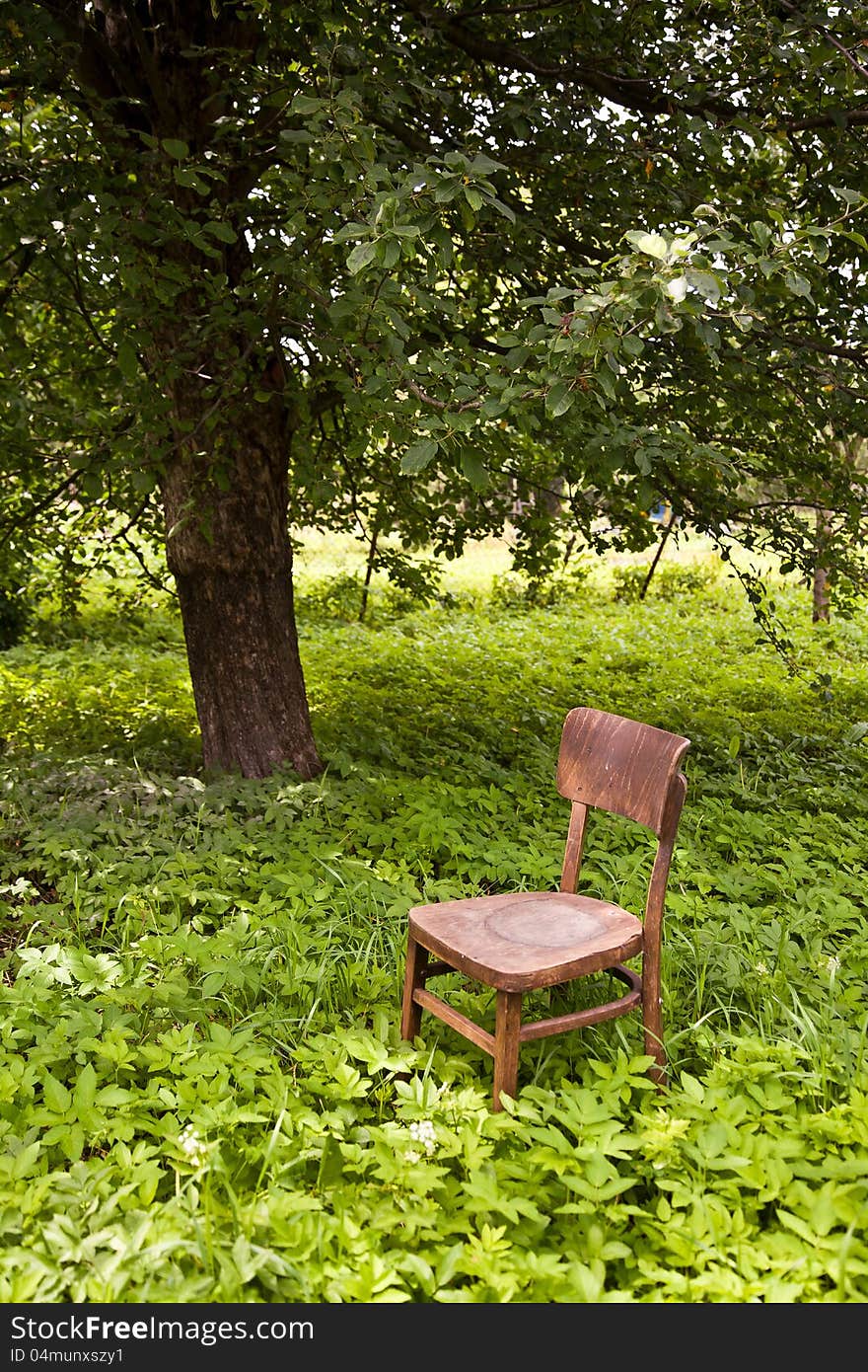 A view of a wooden chair under a huge tree