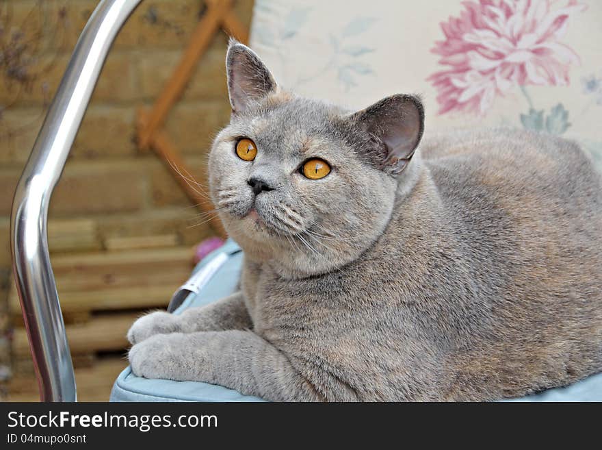 Photo of a beautiful pedigree british shorthair cat resting on her favourite chair!. Photo of a beautiful pedigree british shorthair cat resting on her favourite chair!