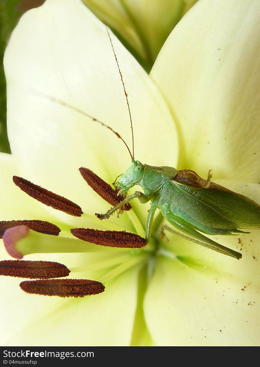 Katydid, Green Bush-cricket (Tettigonioidea) on a lily flower. Katydid, Green Bush-cricket (Tettigonioidea) on a lily flower