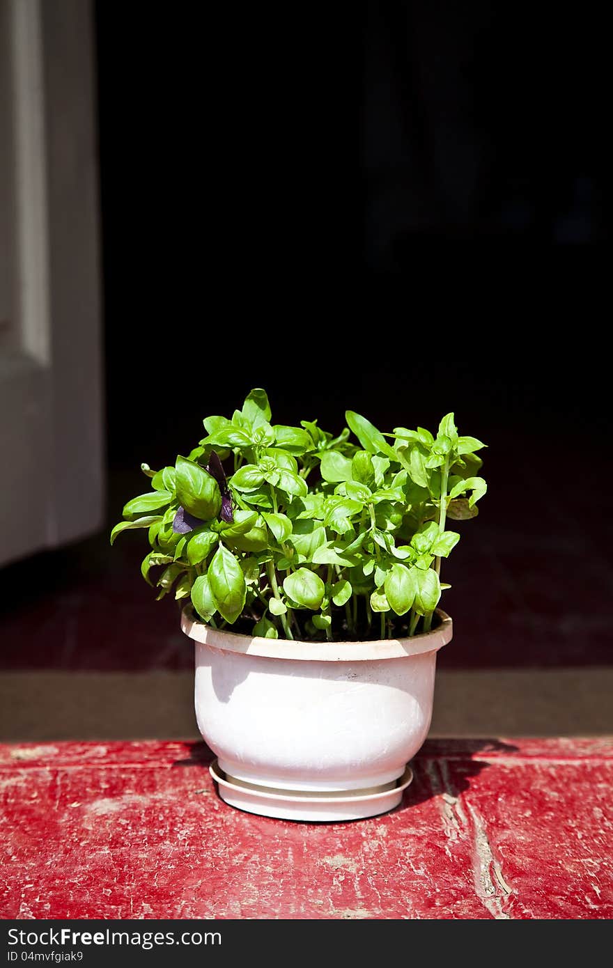 Basil Herbs in Clay Planter, outdoor photography