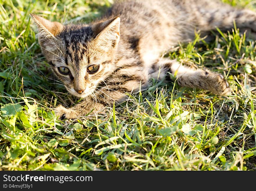 Funny cats-beautiful young cat