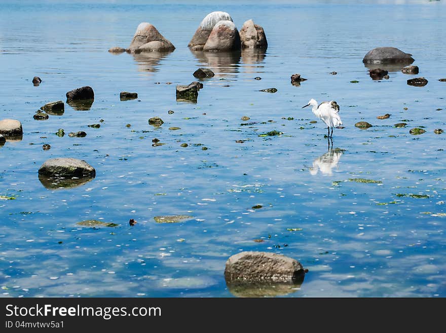 The bird is standing in water. The bird is standing in water.