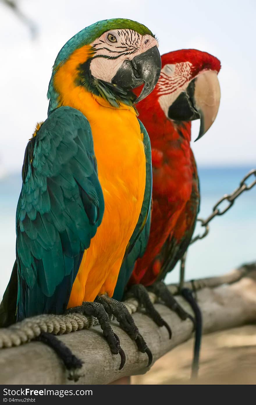 Two beautiful macaws sitting on a fence. Two beautiful macaws sitting on a fence.