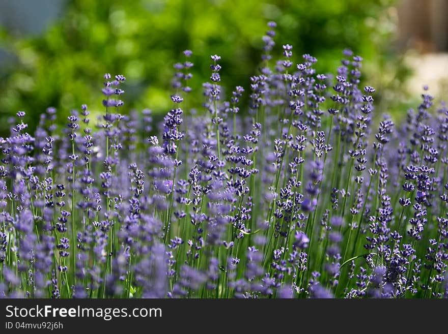 A garden of lavenders in Cape Town.