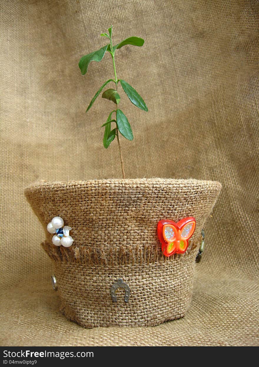 Sprout of a feijoa in a flowerpot on a brown background