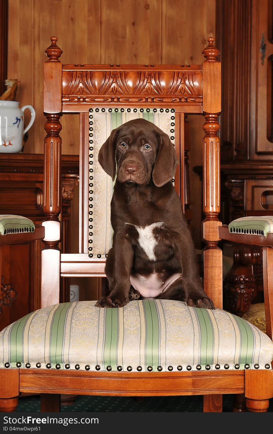 Sad cute puppy sits on the chair