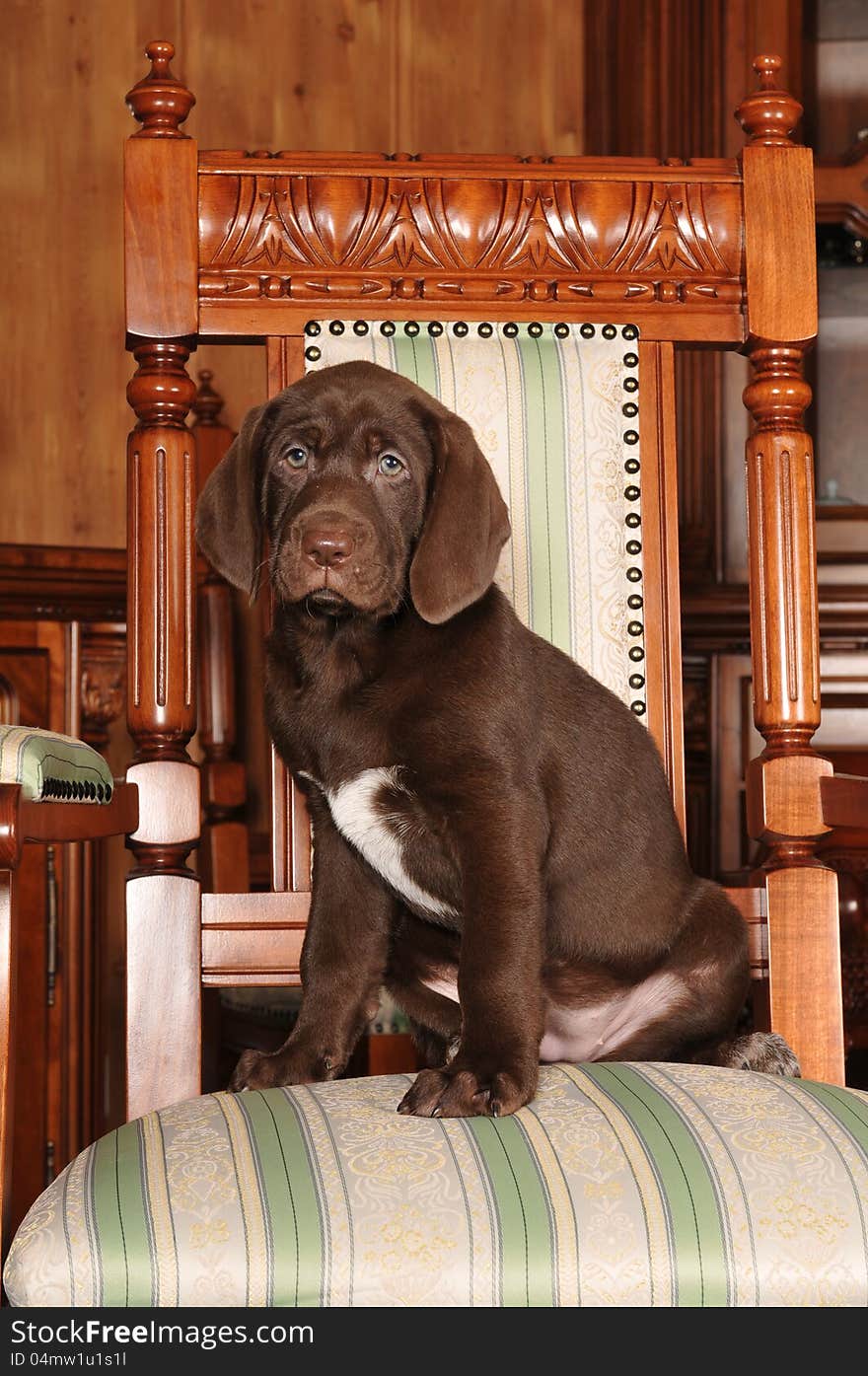 Cute brown puppy portrait sits on the chair