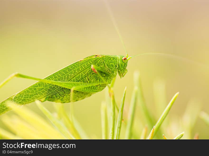 Grasshopper is a list of the grass, close-up