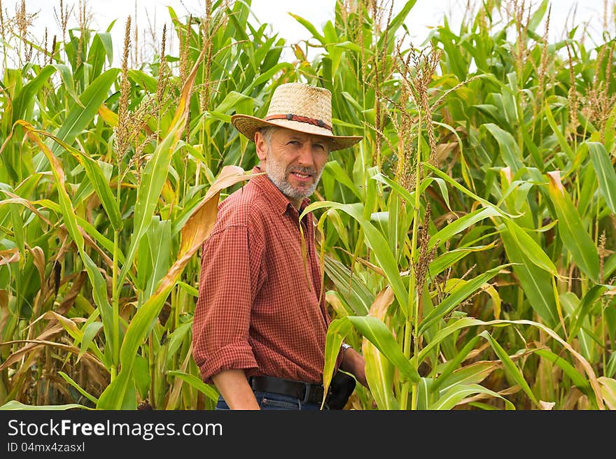 Farmer looks at the corn cobs on his field. Farmer looks at the corn cobs on his field