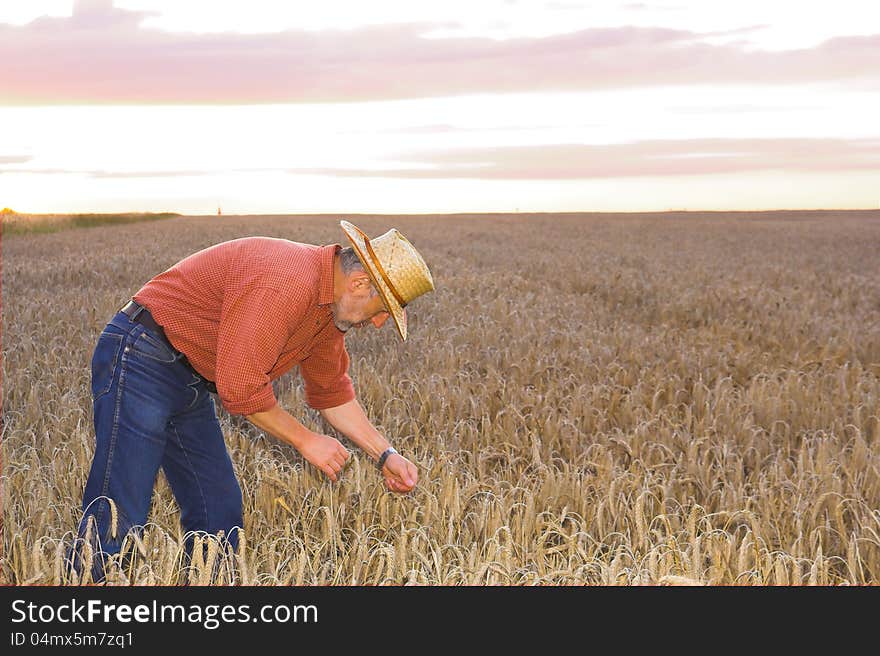 The down on the field of wheat