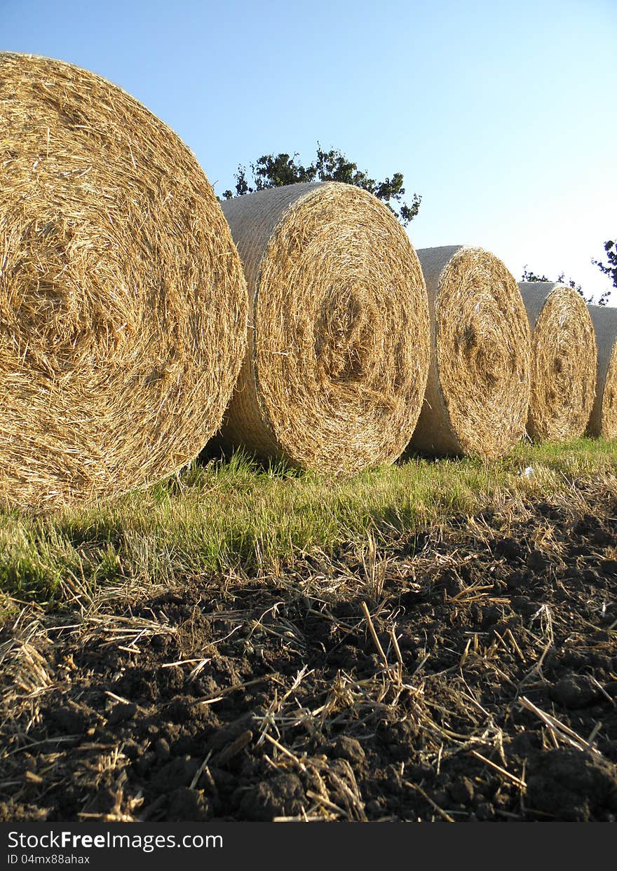 Cereals harvest