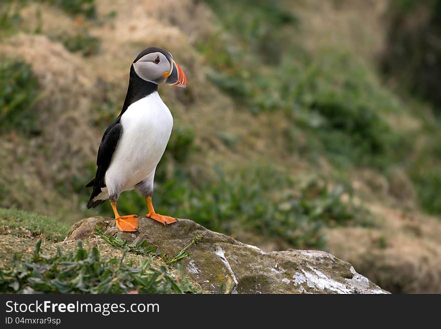 Lunga Puffin