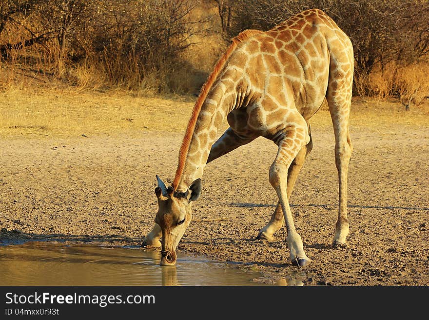 An adult female Giraffe drinking water at sunset. Photo taken on a game ranch in Namibia, Africa. An adult female Giraffe drinking water at sunset. Photo taken on a game ranch in Namibia, Africa.