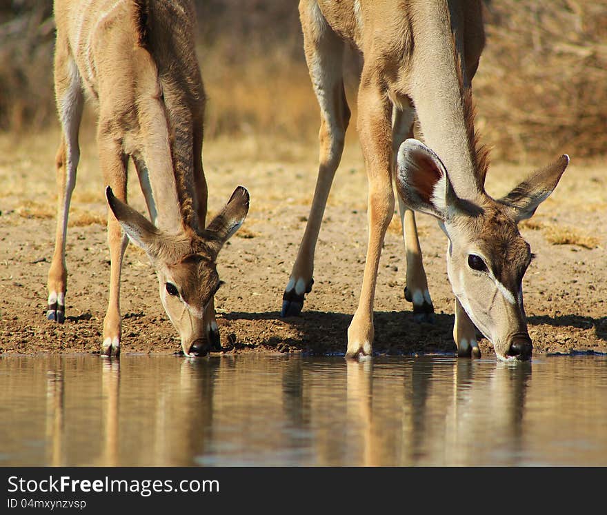 Kudu Mother and Calf - African Antelope