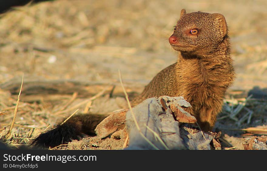 Adult Slender Mongoose sitting in the sun.  Photo taken on a game ranch in Namibia, Africa. Adult Slender Mongoose sitting in the sun.  Photo taken on a game ranch in Namibia, Africa.