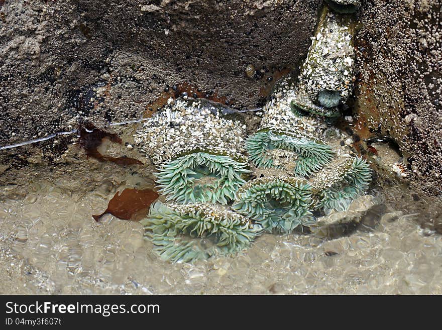 Several Oregon coast ocean dwelling sea anemones attached to rocks under flowing water in tide pools north of Manzanita in the Oswald West recreation area. Several Oregon coast ocean dwelling sea anemones attached to rocks under flowing water in tide pools north of Manzanita in the Oswald West recreation area.