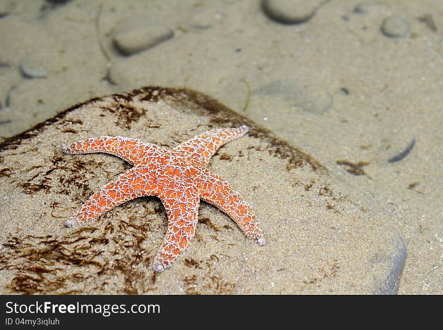 Starfish Underwater