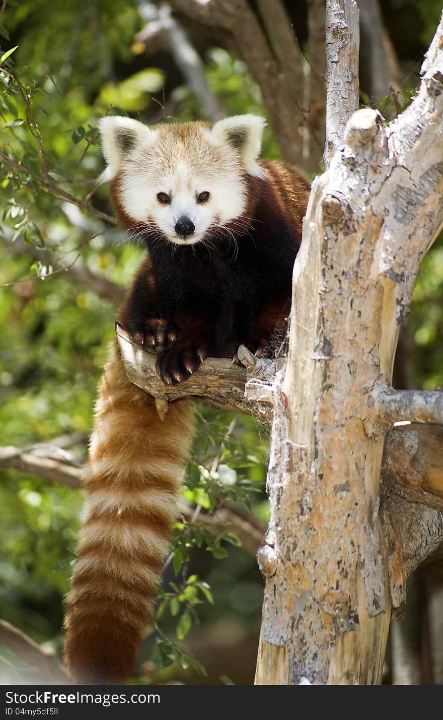 Red Panda Sitting In Tree Looking At Camera