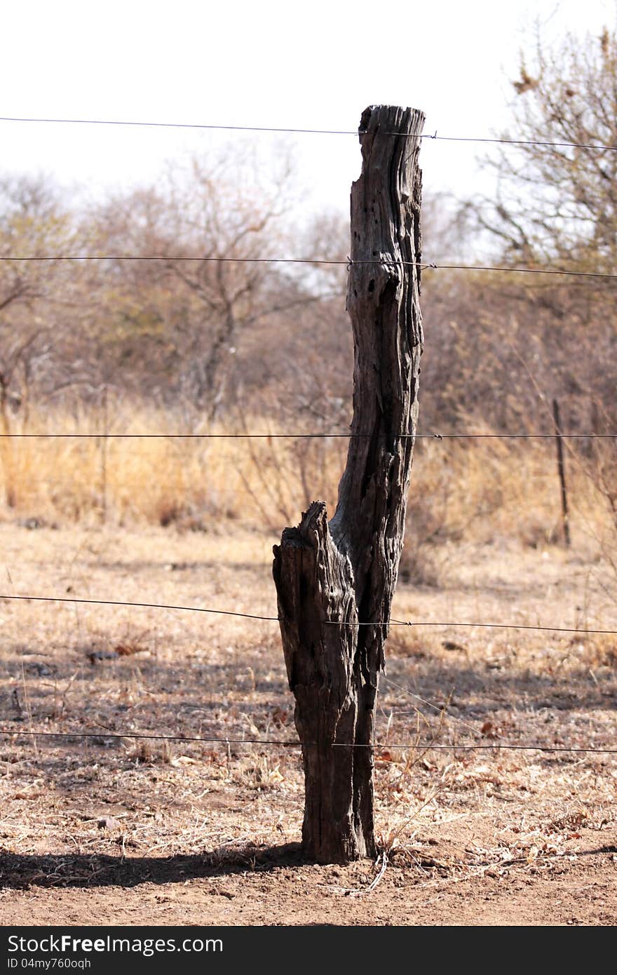 Bushveld Tree Trunk Fence