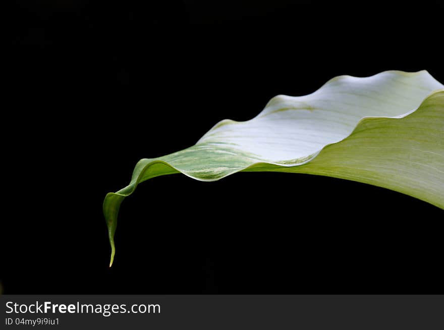 Arum Lily