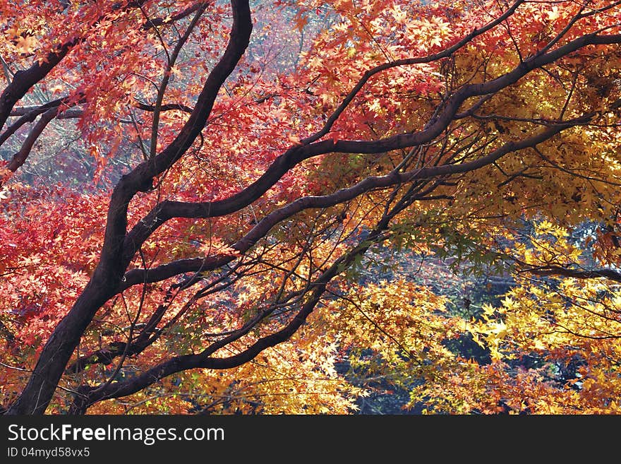 Highly - detailed scenic branches of autumnal red Japanese maple tree