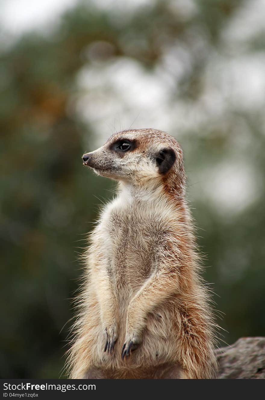 Alert Meerkat