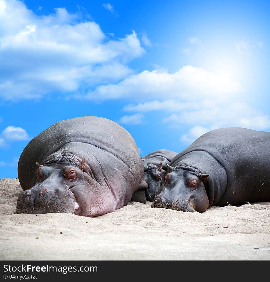 Fun portrait of hippopotamus family slipping on sand on blue sky background. Clipping path is included. Big free space for better crop. Fun portrait of hippopotamus family slipping on sand on blue sky background. Clipping path is included. Big free space for better crop