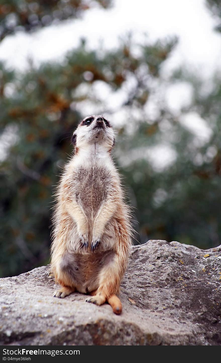 Alert Meerkat