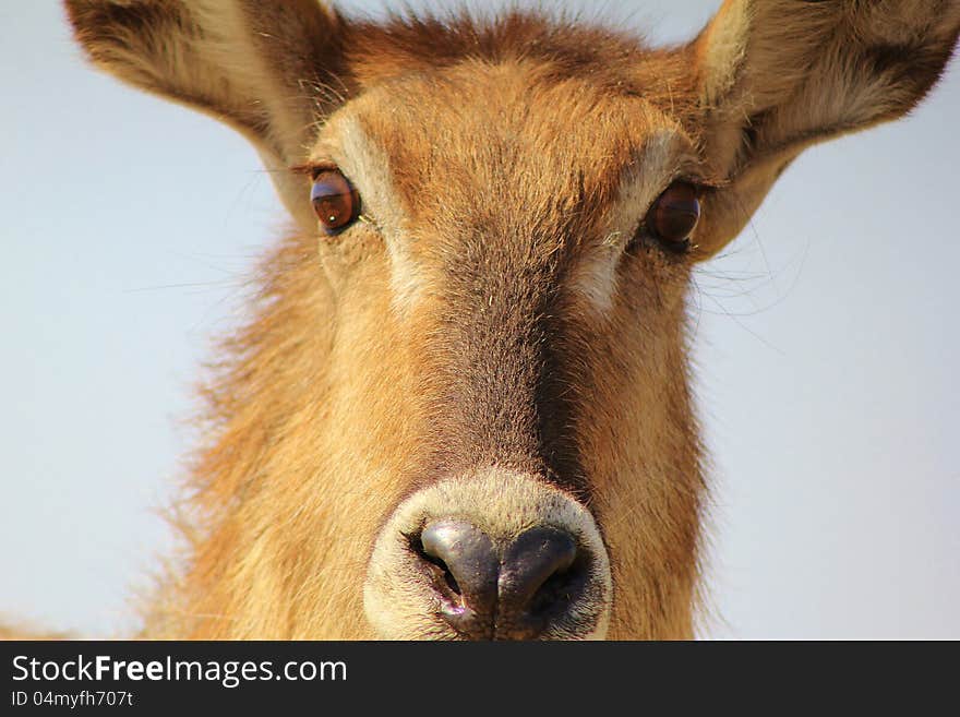 Adult female Waterbuck stare.  Photo taken on a game ranch in Namibia, Africa. Adult female Waterbuck stare.  Photo taken on a game ranch in Namibia, Africa.