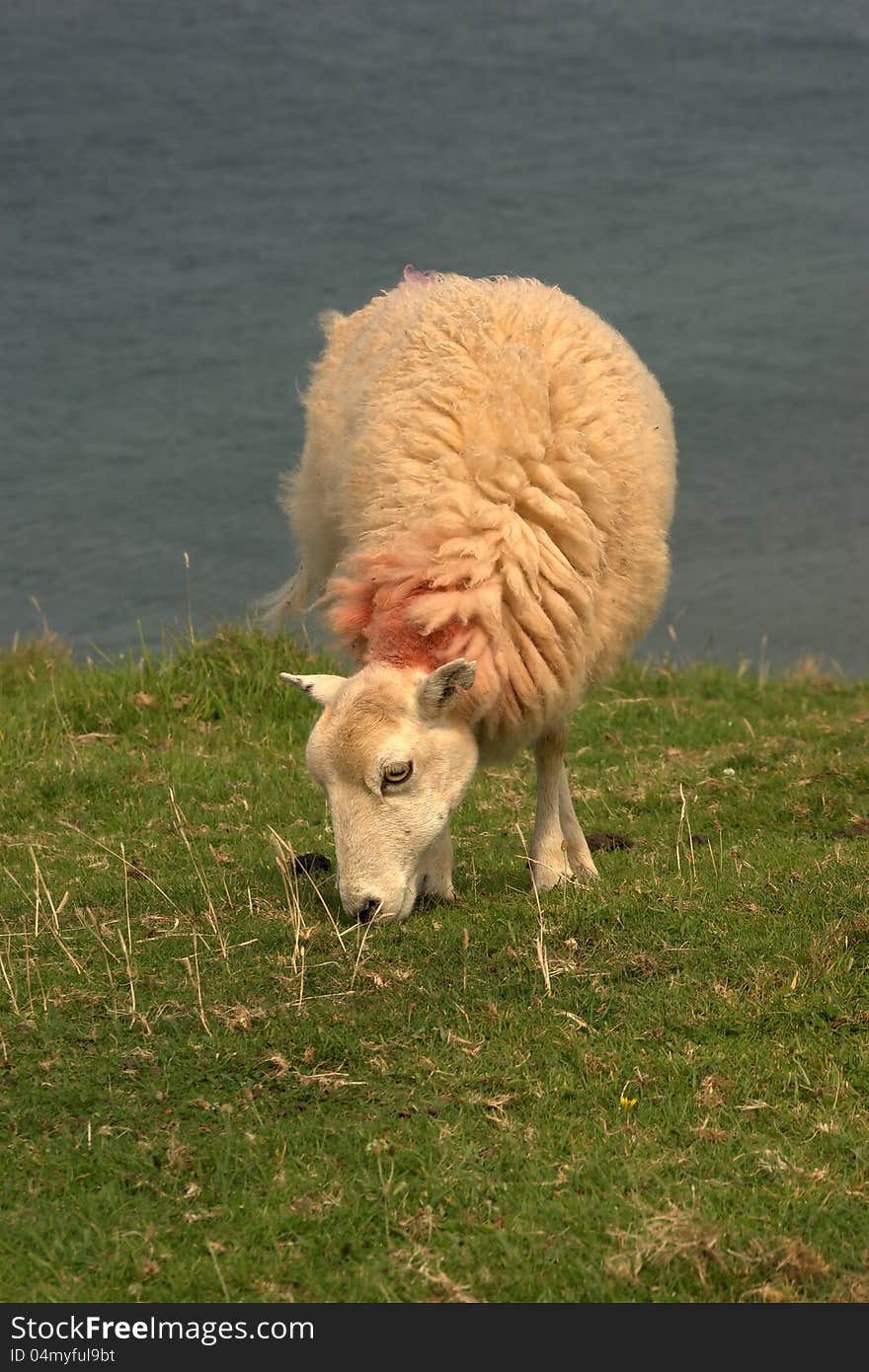 Welsh sheep