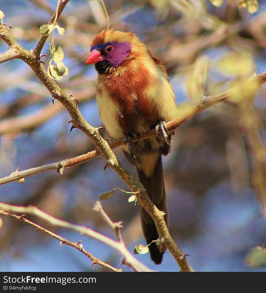 Young Boy Finding Feathers - Waxbills