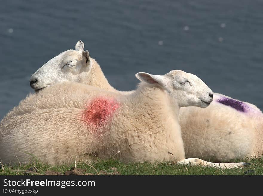 Welsh sheep