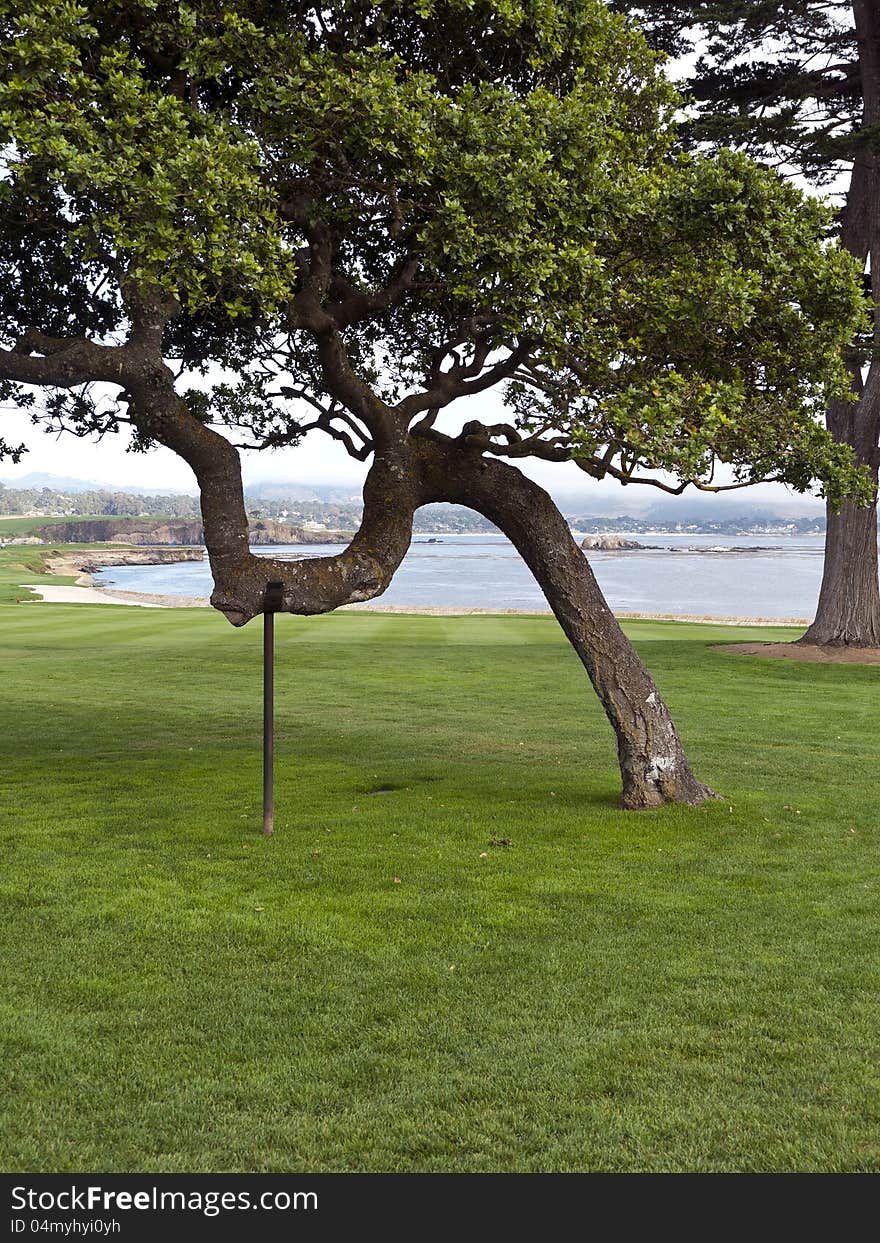 Sometimes even trees need help at old age. This tree got lucky by being located on an exclusive golf course where people cared to save it. Sometimes even trees need help at old age. This tree got lucky by being located on an exclusive golf course where people cared to save it.