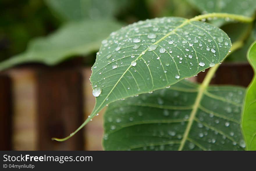 Close up shot of rain drops on phycus (peepal) leaf. Close up shot of rain drops on phycus (peepal) leaf.