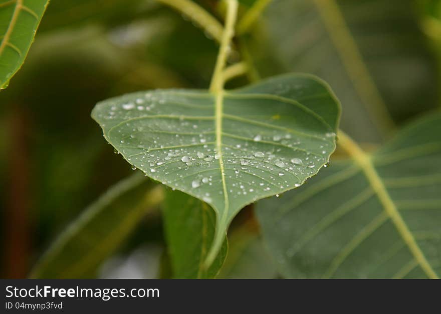 Close up shot of rain drops on phycus (peepal) leaf. Close up shot of rain drops on phycus (peepal) leaf.